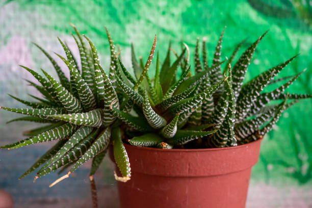 istock Haworthia Zebra in a pot on a blurred wall background. Soft focus 1413201554