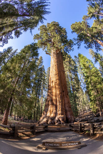 istock huge general sherman sequoia trees in Sequoia tree national park 1413202205