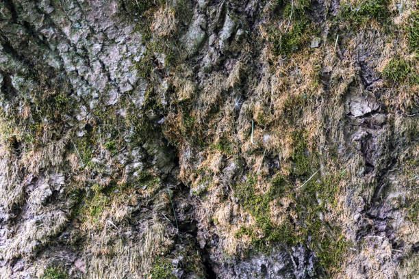 Gray and green moss on the bark of a large tree. Up close stock photo