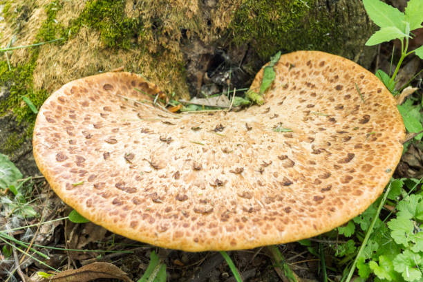 A large wild mushroom grows near a tree stock photo