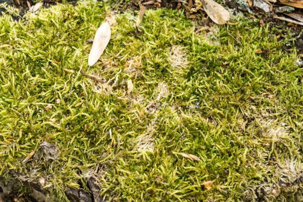 Beautiful green moss grows on the ground in the park stock photo
