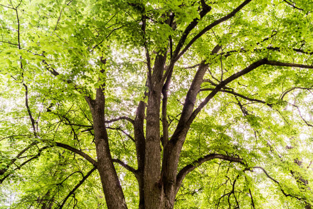 istock A tall green tree in the park 1413202356
