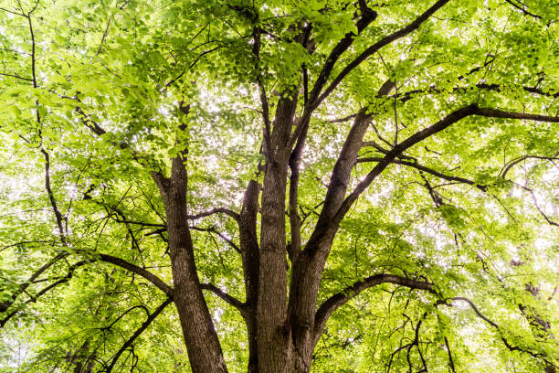 A tall green tree in the park stock photo