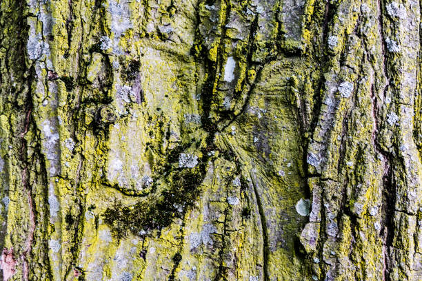 Gray, yellow and green moss on the bark of a large tree. Up close stock photo
