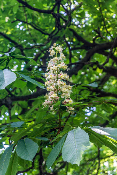 White chestnut flower close-up stock photo