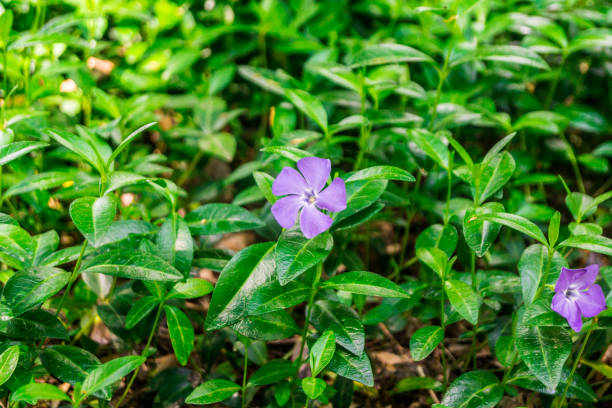 Periwinkle plant. Green leaves with purple flowers stock photo