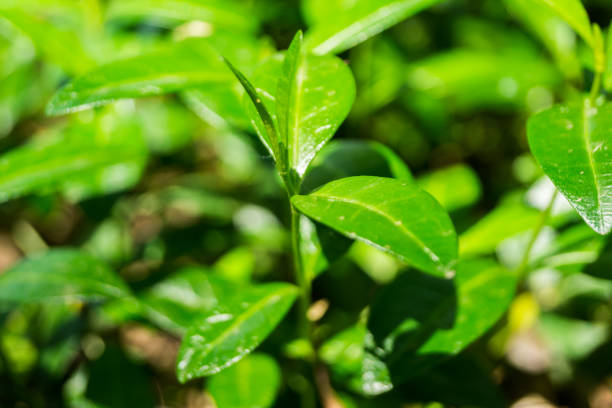 Green periwinkle leaves as a background. Soft focus stock photo