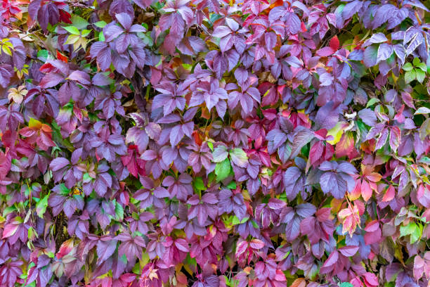 Red autumn leaves on the wall, background. Botanical background of reddened autumn leaves of wild grapes .A place for a copy of space stock photo