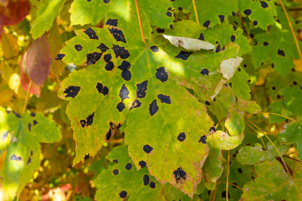 Green leaves of wild grapes are damaged by black spots stock photo