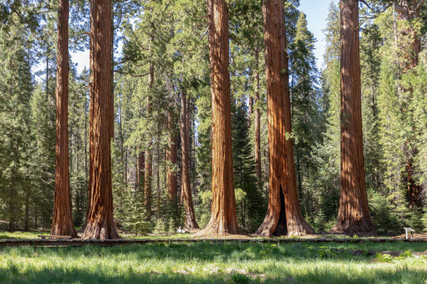istock huge sequoia trees at the place called meadow in Sequoia tree national park 1413202632