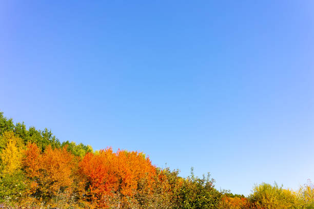 Autumn crimson leaves of trees on the background of the blue sky. Place for inscription. Copy space stock photo