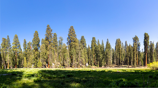 huge sequoia trees at the place called meadow in Sequoia tree national park, USA