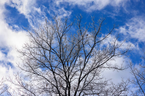 Trees are covered with ice after frozen rain on the sunny winter day in Pennsylvania, Poconos.