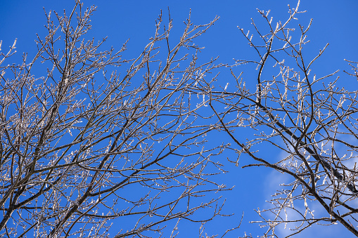 Trees are covered with ice after frozen rain on the sunny winter day in Pennsylvania, Poconos.