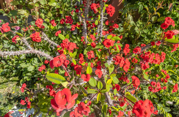 euphorbia milii '가시 면류관' in crete, greece - plant size 뉴스 사진 이미지