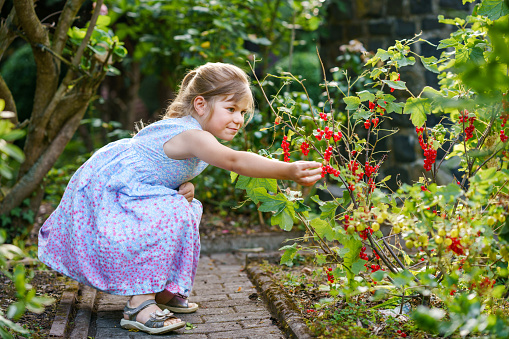 Happy little preschool girl picking and eating healthy red currant berries in domestic garden in summer, on sunny day. Child having fun with helping