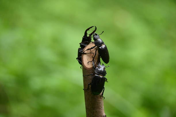 Prosopocoilus inclinatus