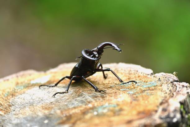 istock Prosopocoilus inclinatus 1413208031