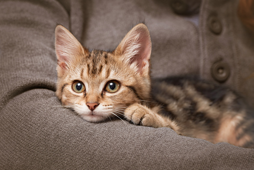 Calm tabby kitten lies on human arm indoors low angle view