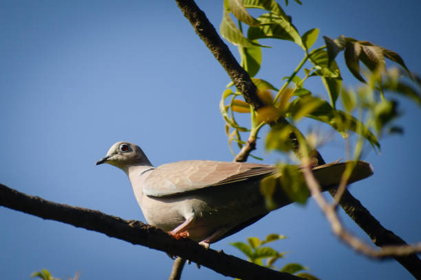 istock Eurasian collared dove sitting on tree branch 1413209455