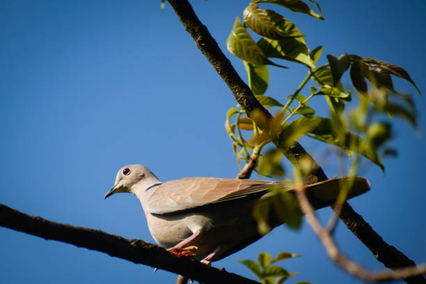 istock Eurasian collared dove sitting on tree branch with blue sky background 1413209458