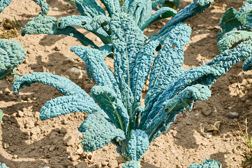 Cavolo nero, is known as Tuscan kale or black kale. It is a cabbage that's similar to kale. It originates from Italy but is now grown in many countries. It has a dark green color