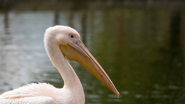 istock Pink pelican swimming along the pond. 1413211556