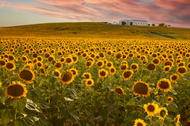 istock field of sunflowers 1413211688