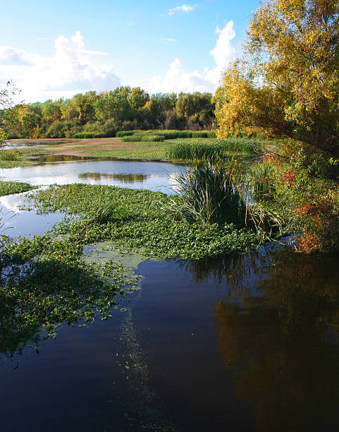 stone lakes national wildlife refuge - flyway stock-fotos und bilder