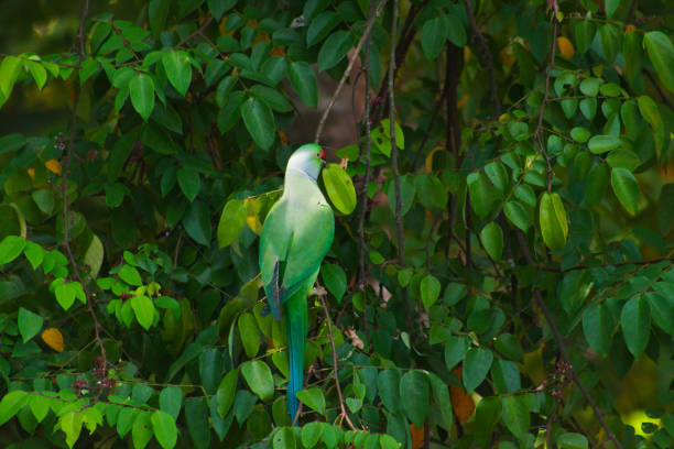 Green Parrot enjoying a star fruit also known as Carambola.