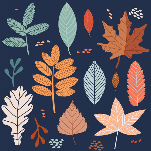 illustrazioni stock, clip art, cartoni animati e icone di tendenza di pacchetto vettoriale di foglie autunnali colorate e brillanti - autumn backgrounds biology botany