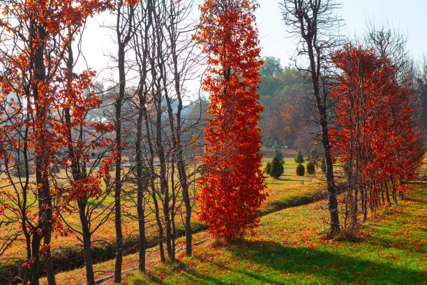 Bushes in autumn park . Shrubs and trees in fall park