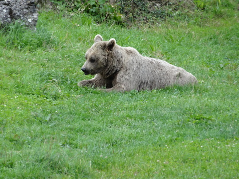 Brown bear lies in the grass and sunbathes.