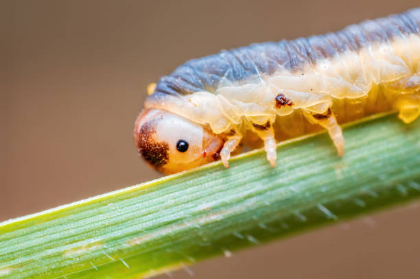 istock caterpillar sits on a stalk in a meadow 1413217903