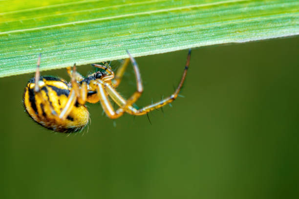 istock small spider is waiting for its prey on a blade of grass 1413217929