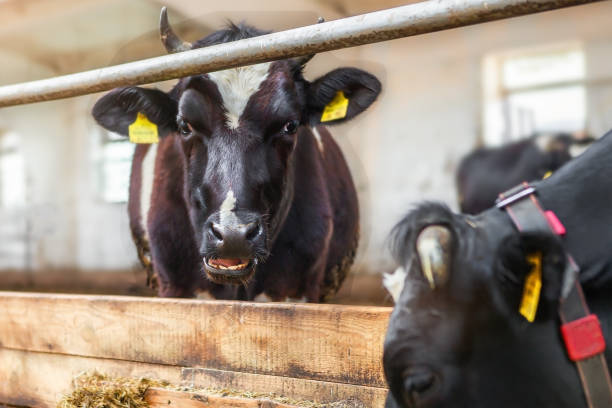 istock Two cows, black corral on a dairy farm. Dairy production. 1413219330
