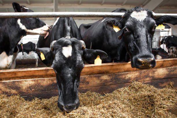 istock Two cows, black corral on a dairy farm. Dairy production. 1413219337
