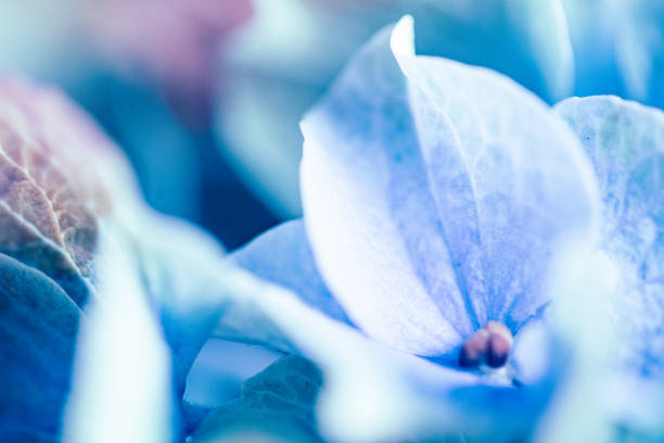 Hydrangea petals close up. stock photo
