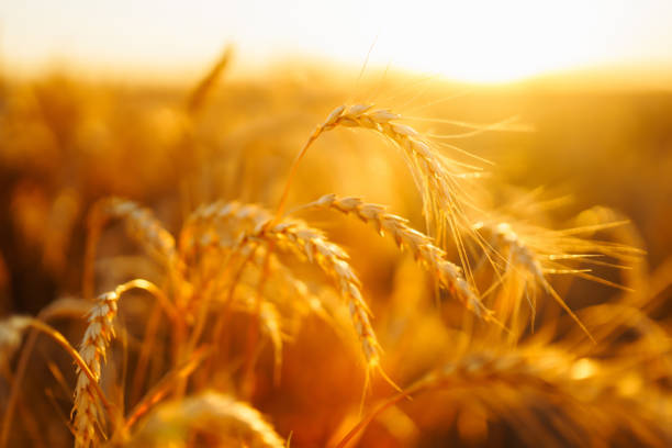 istock Gold wheat field. Autumn harvest. 1413220567