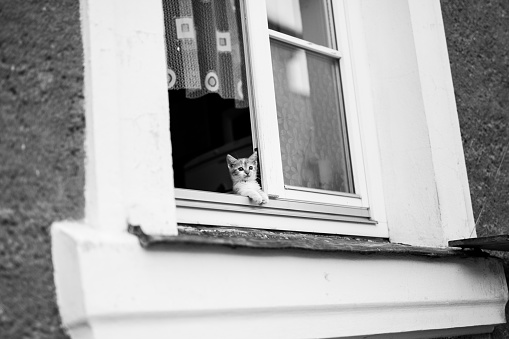 Little kitten in the window. Black and white. Krakow. Poland.