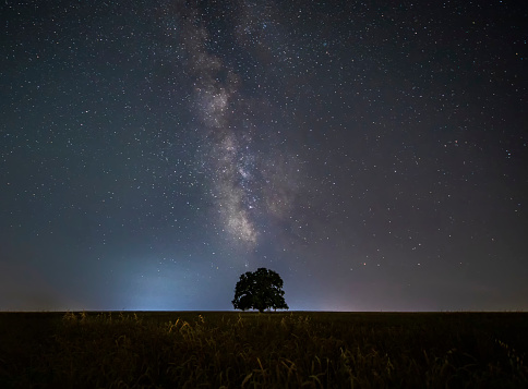 Milky way and lonely oak in the field