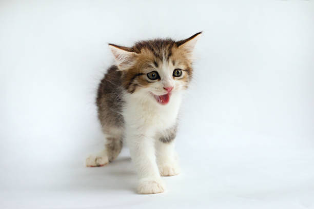istock cute little kitten on a white background 1413221430