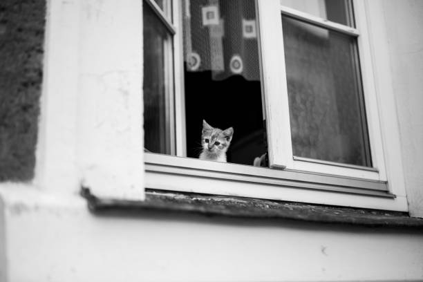 istock Little kitten in window, Black and white 1413221465