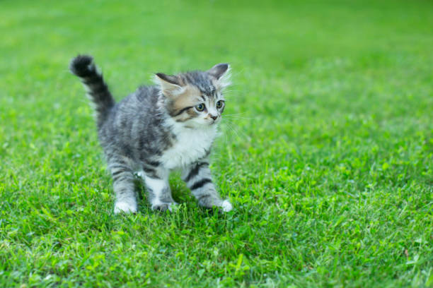 istock cute little kitten on the grass in summer 1413221685