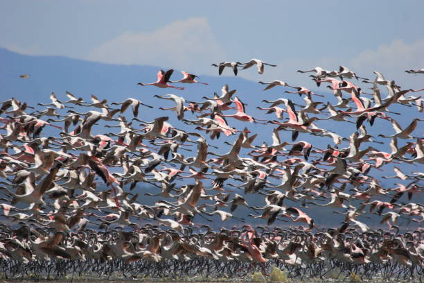 istock Pink flamingo 1413224159