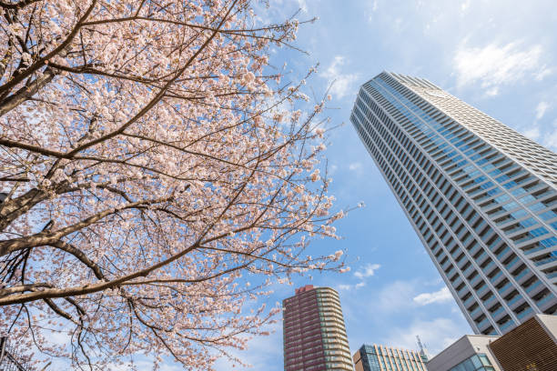 istock Cherry blossoms in full bloom with beautiful pink color 1413224562