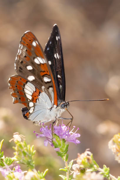 istock Vanessa cardui butterfly drinking and eating from a flower. 1413225329
