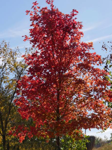 istock Full shot of a brilliant colored tree in autumn 1413225519