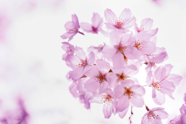 Cherry blossoms in full bloom with beautiful pink color