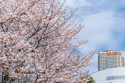 Cherry tree sakura blooming at Chidorigafuchi Park. Tokyo